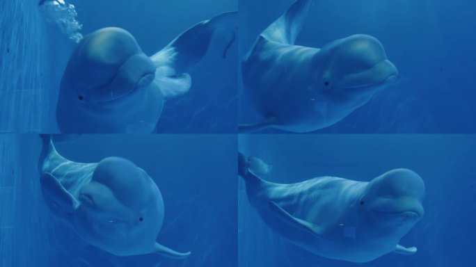 白鲸表演海洋馆海洋世界可爱