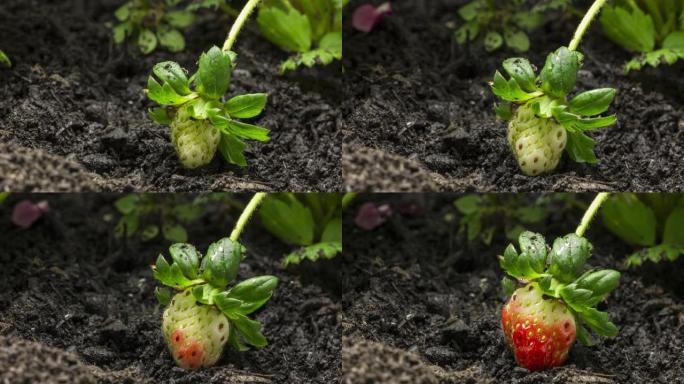农场延时生长的草莓果实