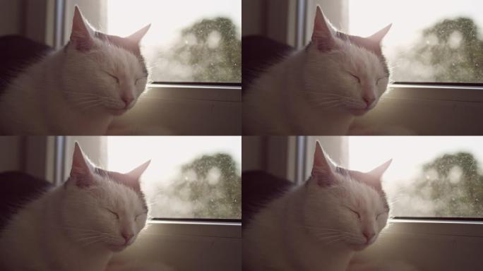 懒惰的肥猫睡觉猫咪猫猫特写展示