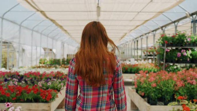 一个年轻快乐的女人的慢动作正在选择新鲜的时令花朵在阳光明媚的日子里在植物商店的温室里为她的花园购买