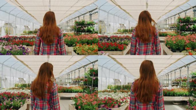 一个年轻快乐的女人的慢动作正在选择新鲜的时令花朵在阳光明媚的日子里在植物商店的温室里为她的花园购买