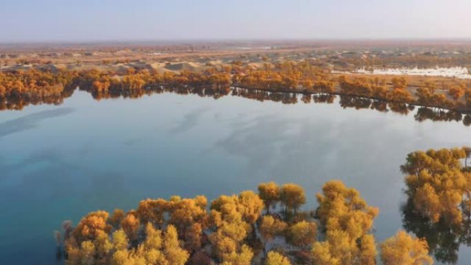 新疆鸟瞰图秋景林海金色