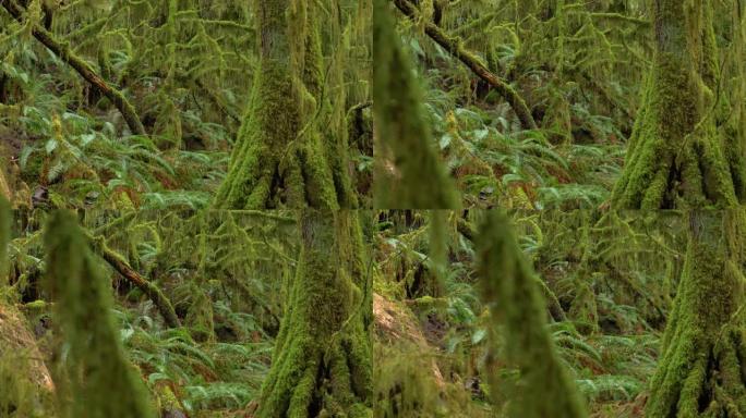 关闭充满活力的绿色苔藓覆盖了奥林匹克国家森林深处的树木