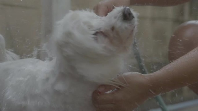 女性手洗狗动物爱好者清洗毛发特写镜头