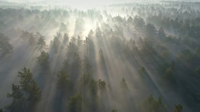 日出时飞过绿色的雾林。鸟瞰图