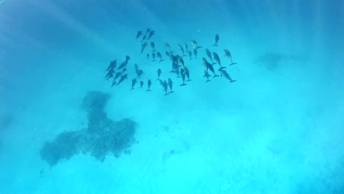 海豚包。水下风景热带鱼群海洋大海野生动物
