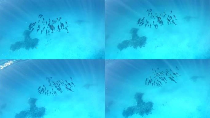 海豚包。水下风景热带鱼群海洋大海野生动物