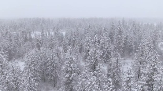 空中: 在强烈的暴风雪中飞越广阔的针叶林。