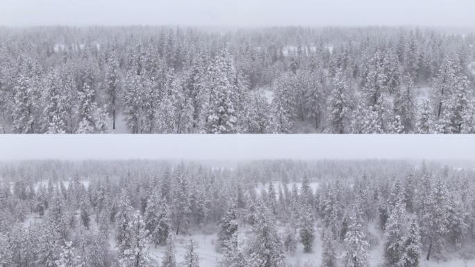 空中: 在强烈的暴风雪中飞越广阔的针叶林。