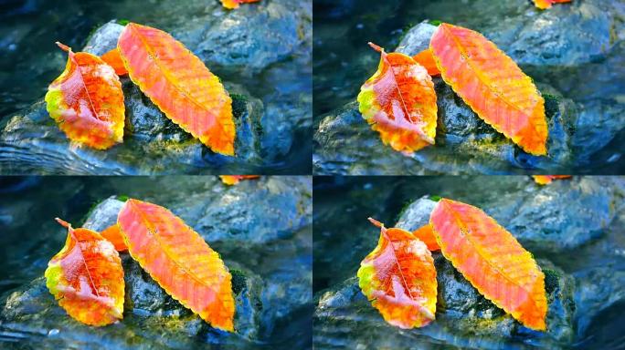 秋叶被水