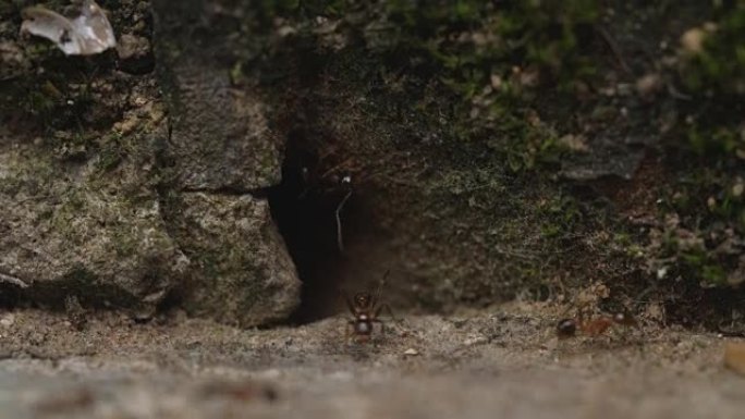 清理食物的蚂蚁的特写镜头，4k