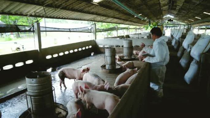 亚洲兽医在工厂养猪场，牲畜和家畜概念中阅读信息和跟踪结果的4k镜头场景