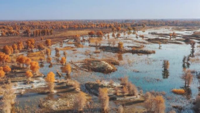新疆鸟瞰图航拍湿地森林森林俯视视角秋冬森