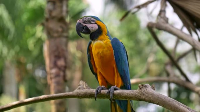 五颜六色的ara鹦鹉环顾四周，坐在印度尼西亚巴厘岛巴厘岛鸟园的木树枝上。UHD
