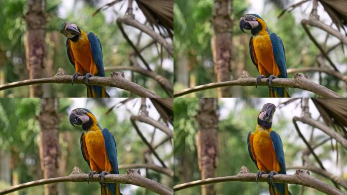 五颜六色的ara鹦鹉环顾四周，坐在印度尼西亚巴厘岛巴厘岛鸟园的木树枝上。UHD