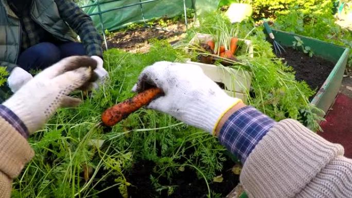 中年夫妇在菜园一起收获胡萝卜的POV