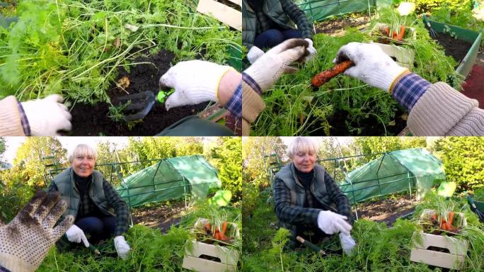 中年夫妇在菜园一起收获胡萝卜的POV