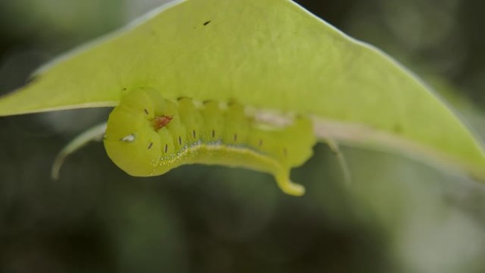 毛毛虫绿虫。毛毛虫绿虫