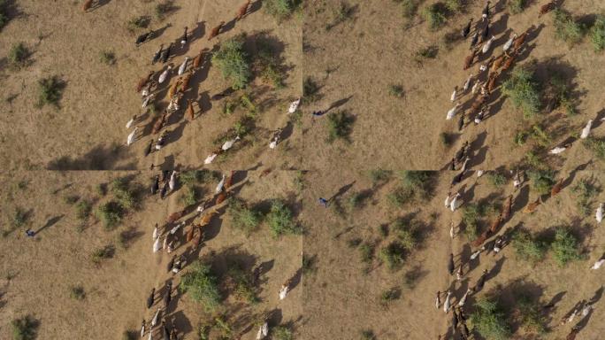 在津巴布韦的一个乡村中行走的自由漫游牛的直线鸟瞰图