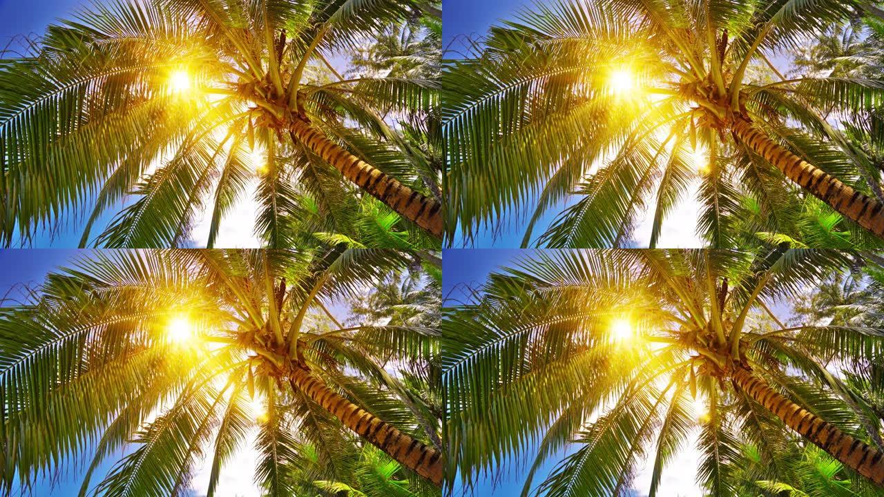 棕榈树上的太阳。海滩。假日。幸福