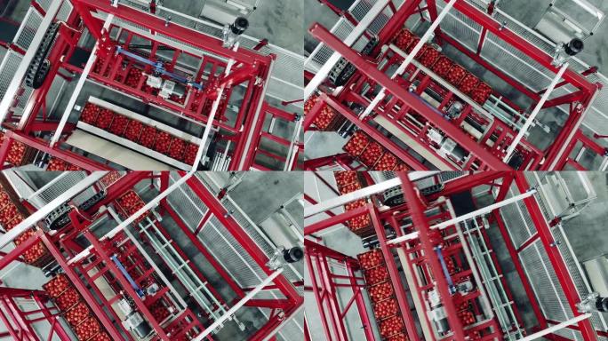 重新安置收获的西红柿的工业机器的俯视图