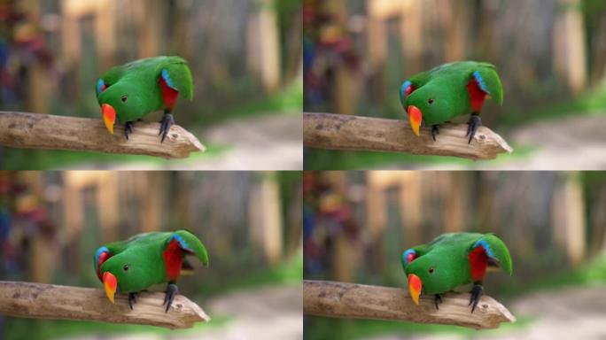 橙色的喙彩色绿色的鹦鹉站在木棍上，好奇地看着。UHD