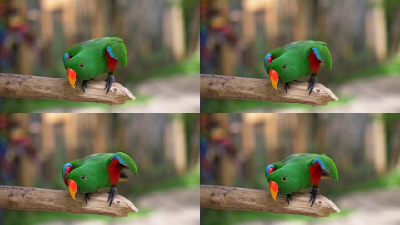 橙色的喙彩色绿色的鹦鹉站在木棍上，好奇地看着。UHD