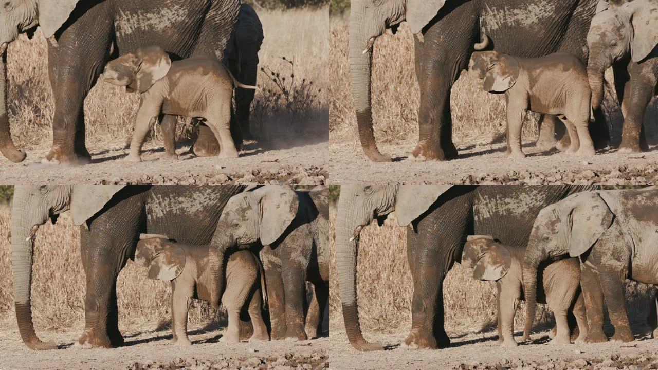 纳米比亚埃托沙国家公园水坑边缘附近的一只可爱的小象从它的母亲哺乳的4k特写