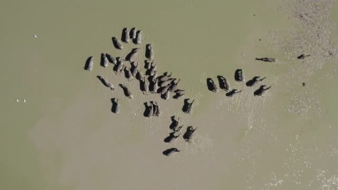博茨瓦纳Makgadikgadi Pans的水坑上的迁徙斑马群的高鸟瞰图