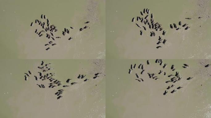 博茨瓦纳Makgadikgadi Pans的水坑上的迁徙斑马群的高鸟瞰图