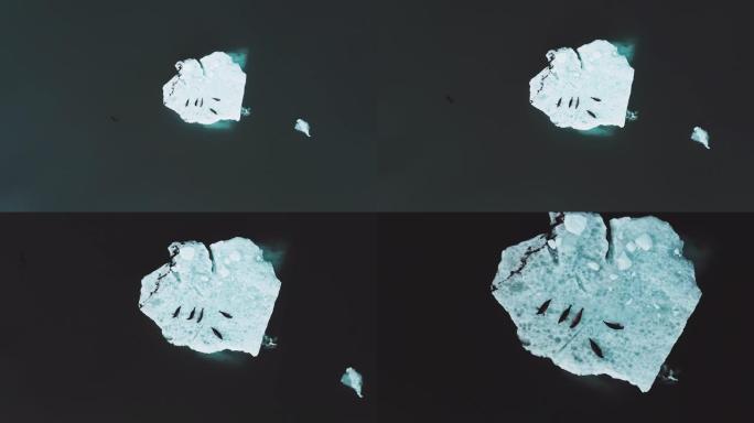 一块冰块上的海豹俯拍俯视俯瞰航拍鸟瞰冰冻