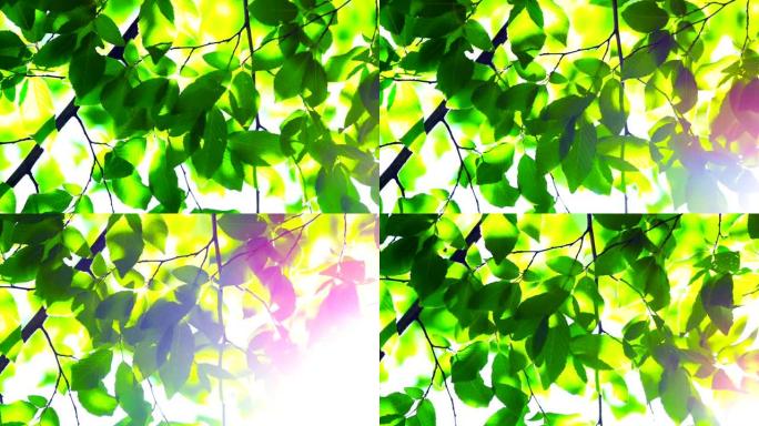 阳光透过夏天的叶子，新鲜的绿叶和树木