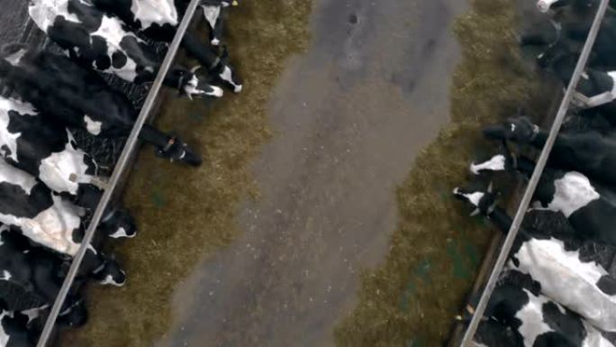 许多奶牛在牛棚里吃干草，俯视图。