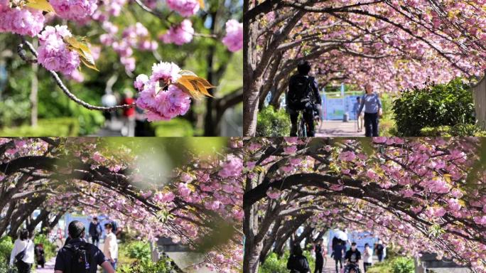 日本人沿着一排樱花树散步