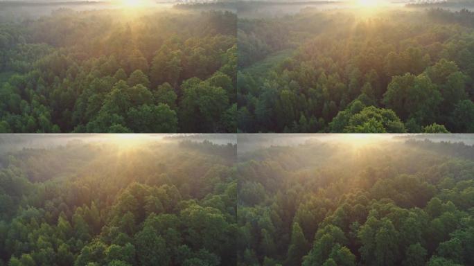 在热带绿色雨雾森林上空快速飞行。升起的太阳的光线穿过雾和树枝。空中射击，4K