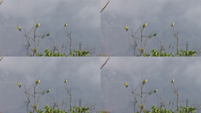橙胸绿鸠和花头鹦鹉