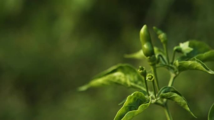 有机农场里有新鲜的绿色泰国辣椒树。辛辣和制作泰国传统食物。