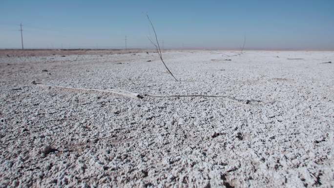 荒漠化盐碱地上的枯死的植物