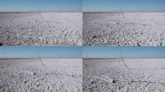 荒漠化盐碱地上的枯死的植物