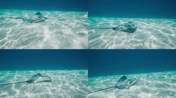 在沙底游泳的黄貂鱼