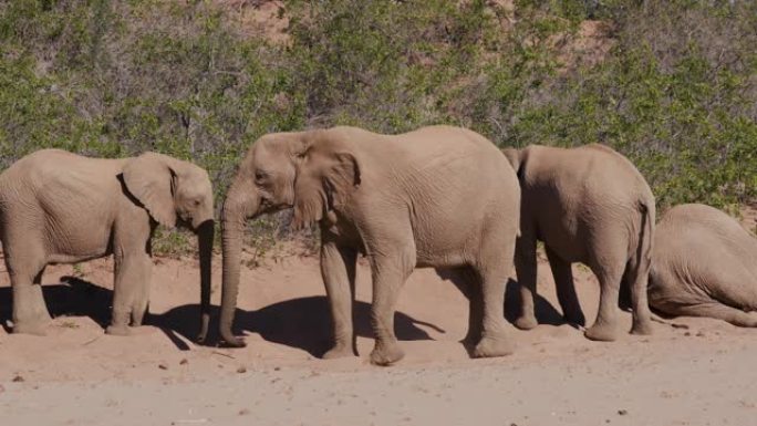 4k不寻常的景象，四只沙漠大象躺在纳米比亚纳米布沙漠Hoanib山谷的柔软沙滩上后站起来