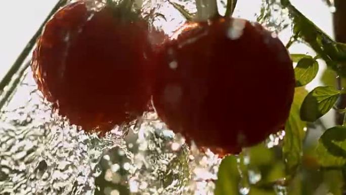 SLO MO浇水西红柿