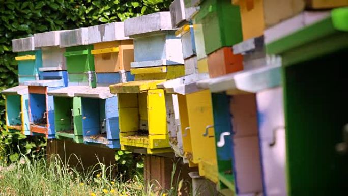 养蜂人在保护养蜂人的野兽中照顾蜜蜂，蜂巢和大量蜂蜜。