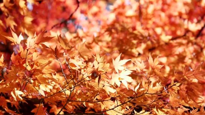 日本秋叶染红枫叶秋叶金黄色