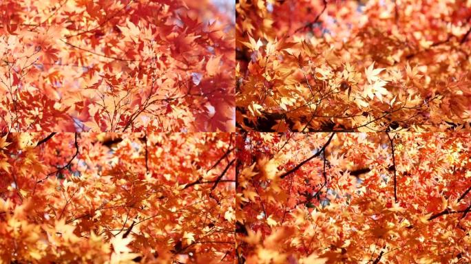 日本秋叶染红枫叶秋叶金黄色