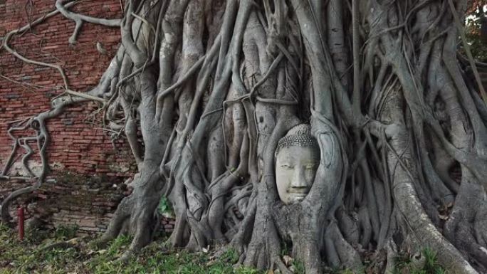 泰国大城府树根中的佛头