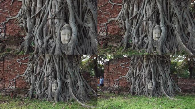 泰国大城府树根中的佛头
