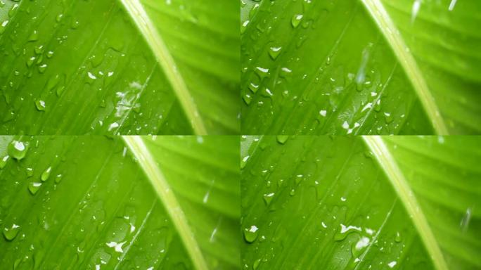落在绿叶上的雨滴