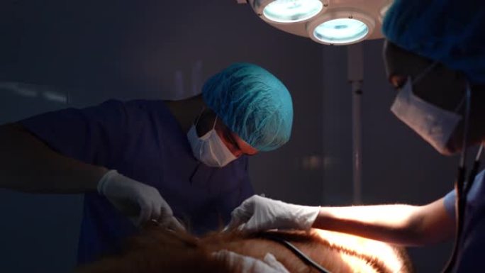 拉丁美洲的外科医生团队在兽医诊所对狗进行手术