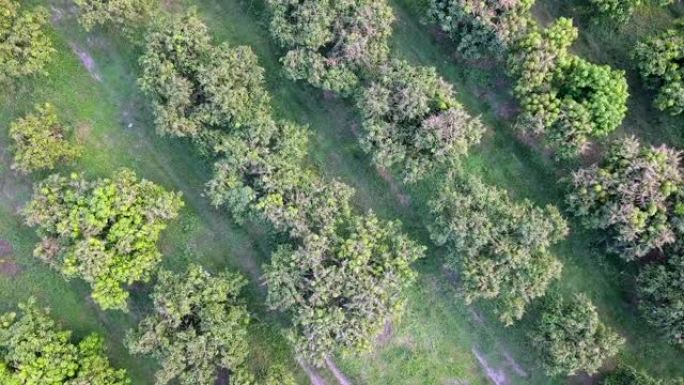 泰国的芒果园芒果果园